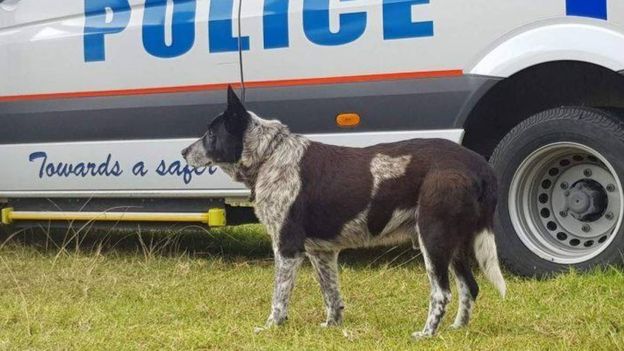 سگ وفاداری که نشان پلیس استرالیا دریافت کرد