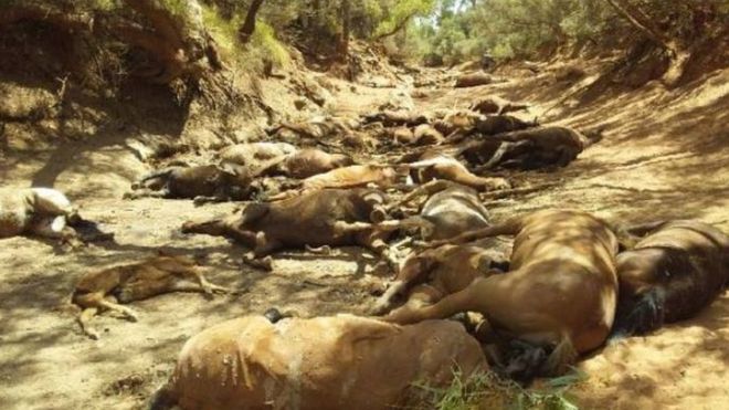 گله اسب‌های وحشی در گرمای بی‌سابقه استرالیا هلاک شدند