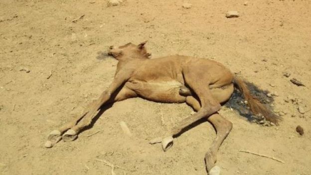 گله اسب‌های وحشی در گرمای بی‌سابقه استرالیا هلاک شدند