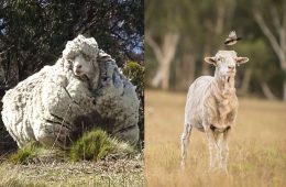 کریس، پشمالوترین گوسفند جهان، مرد
