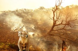 ۲۰ درصد از جنگل‌های استرالیا در آتش سوخته‌اند