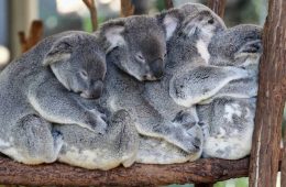 کرونا و فرصت تماشای آنلاین کوالاها در استرالیا