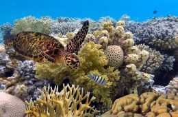 فاجعه محیط زیستی در استرالیا؛ نیمی از دیواره بزرگ مرجانی نابود شده است
