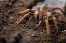 گرم‌تر شدن هوا در استرالیا و هشدار در خصوص افزایش عنکبوت‌های خطرناک