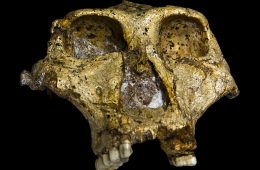 سلام پسرعمو! کشف جمجمه دو میلیون ساله در جنوب آفریقا توسط محققان استرالیایی