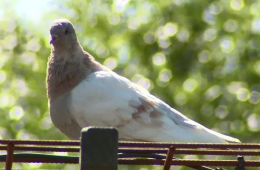 استرالیا کبوتر آمریکایی را که غیرقانونی به این کشور سفر کرده می‌کشد