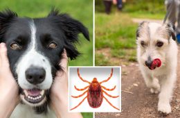 بیماری کشنده سگ‌ها به سرعت در استرالیا در حال گسترش است