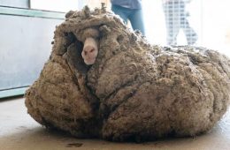 گوسفند مرینوس رهاشده در طبیعت ۳۵ کیلوگرم پشم داشت