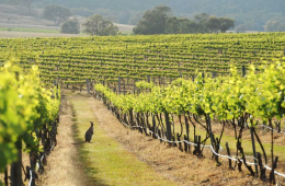 ادامه تنش پکن و کانبرا؛ چین تعرفه واردات شراب استرالیایی را ۵ سال تمدید کرد