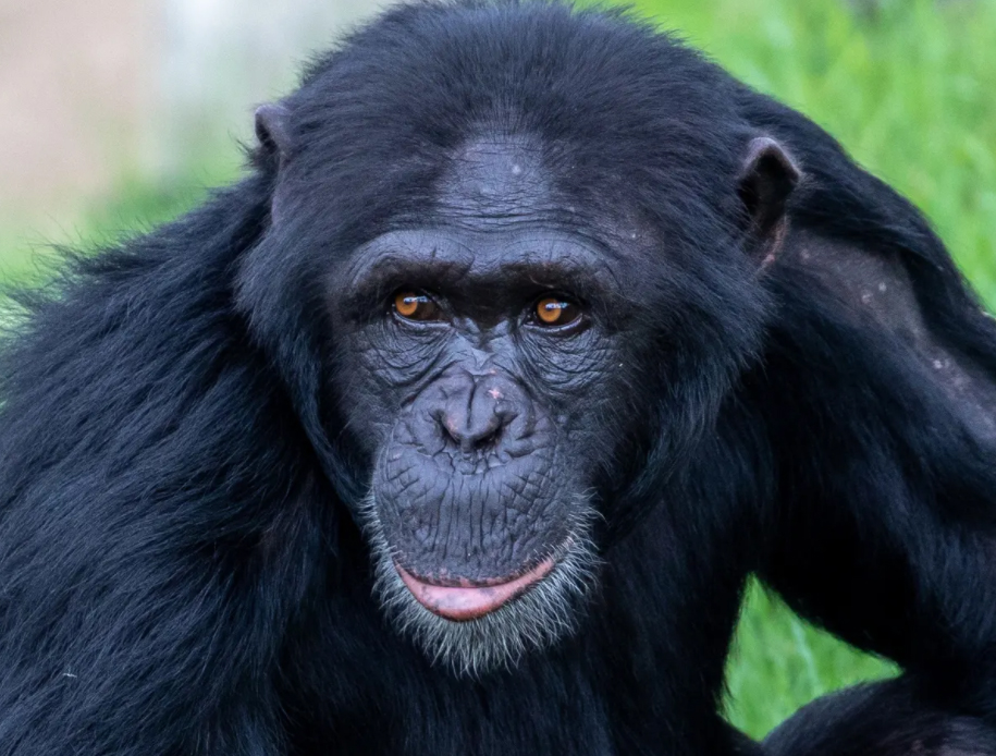 تعطیلی موقت باغ وحش سیدنی به دلیل مرگ یک شامپانزه
