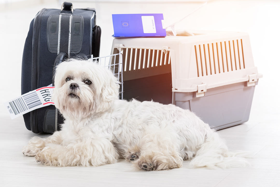 لطفا کمربند سگ‌های‌تان را ببندید؛ همراه بردن حیوانات به درون هواپیما در استرالیا آزاد می‌شود