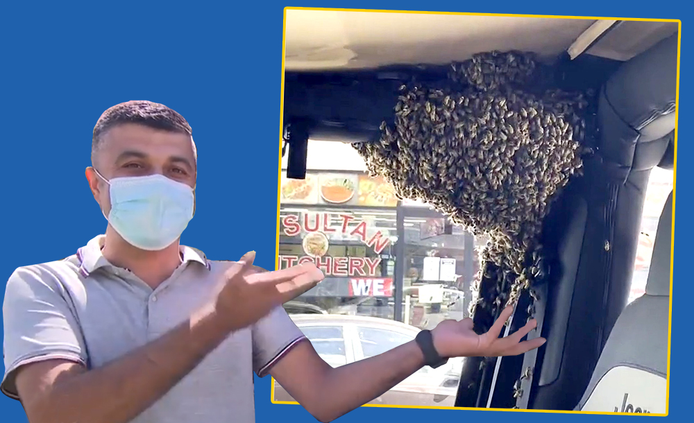 یک اتفاق عجیب؛ زنبورها در ده دقیقه یک ماشین را تصرف کردند