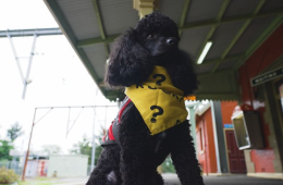 با بنتلی آشنا شوید: سگ کوچولویی که حال مسافران و کارمندان را خوب می‌کند