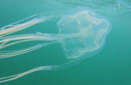کشف گونه جدیدی از عروس دریایی جعبه‌ای در سواحل سیدنی