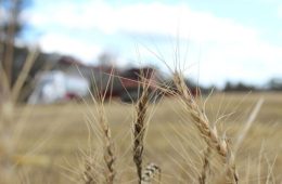 آیا استرالیا می‌تواند مشکلات عرضه جهانی گندم را کاهش دهد؟