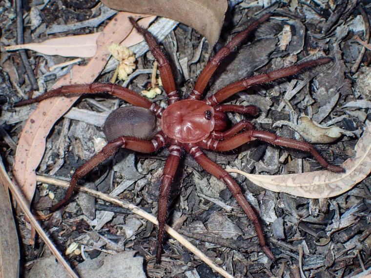 عنکبوت غول‌پیکر جدیدی در استرالیا کشف شد