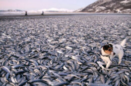 مرگ میلیون‌ها ماهی در رودخانه واقع در غرب نیوساوت‌ولز