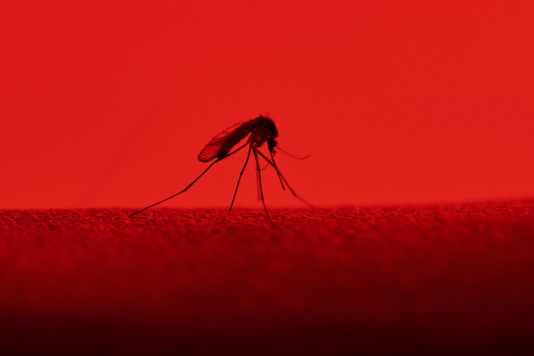 مراقب نیش پشه‌ها باشید؛ مرگ یک کودک خردسال در قلمرو شمالی به دلیل ابتلا به MVE
