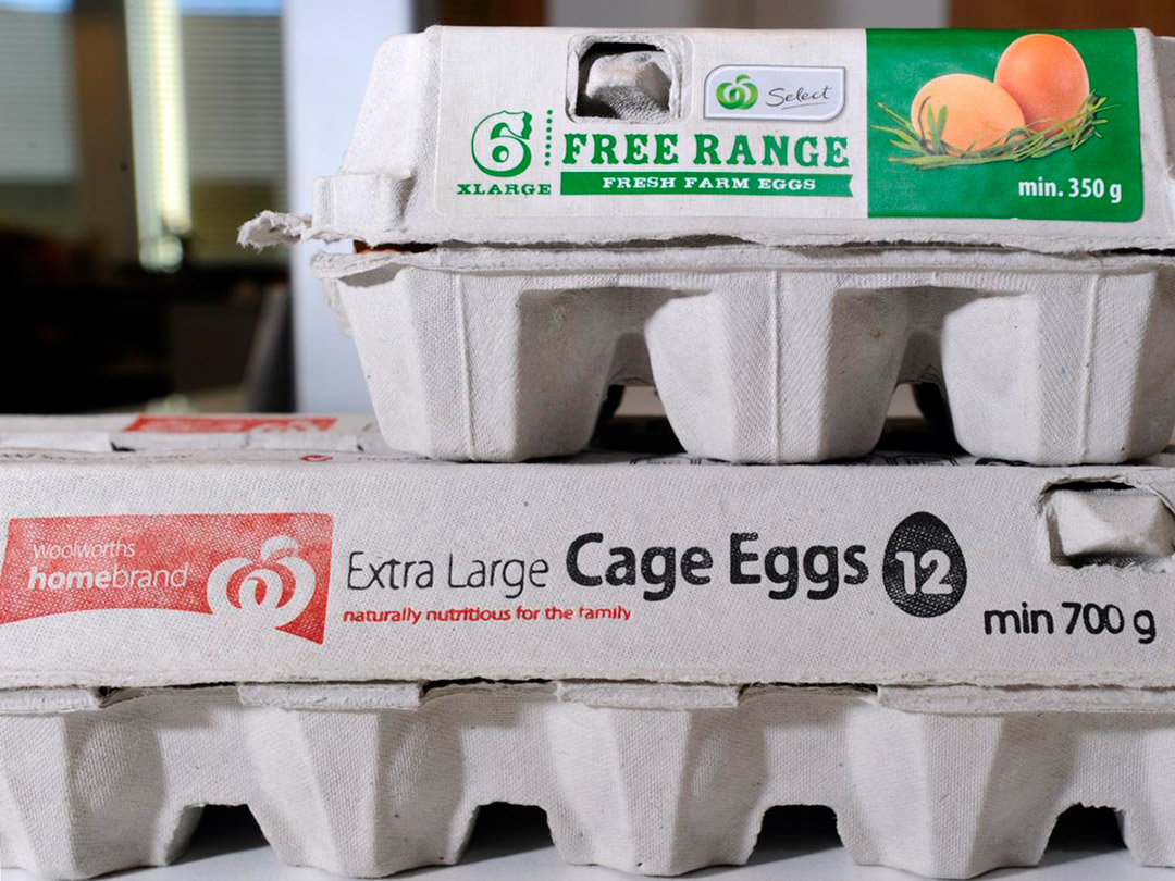 تولید بدون قفس قیمت هر بسته تخم‌مرغ را تا 15 دلار بالا می‌برد