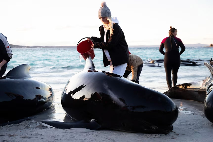معمای "خودکشی نهنگ‌ها"؛ این بار در استرالیا
