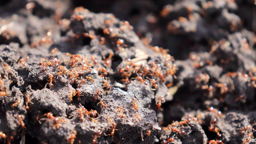لشکرکشی مورچه‌های آتشین به نیوساوت‌ولز