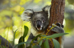 بحران انقراض در استرالیا؛ افزودن ۱۴۴ گونه به فهرست انقراض