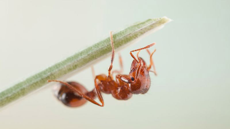 انجام تحقیقات به دنبال شناسایی مورچه آتشین در تاسمانی
