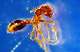 حمله مورچه‌های آتشین؛ چالش جدید چندین میلیارد دلاری استرالیا