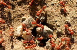 هزینه ویرانگر مورچه‌های قرمز آتشین بر اقتصاد استرالیا؛ ۲۲ میلیارد دلار