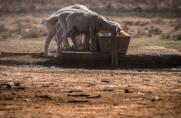 آثار مخرب تعییرات اقلیمی؛ استرالیا در خطر خشکسالی‌های عظیم ۲۰ ساله