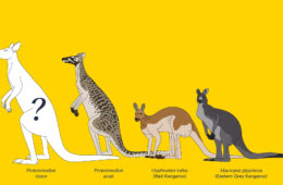 کانگوروهای غول‌پیکری که ۴۰ هزار سال پیش در استرالیا بودند