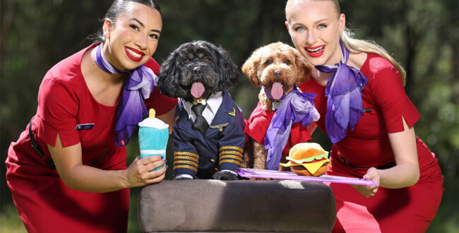 ورود حیوانات خانگی به کابین هواپیماهای ویرجین استرالیا آزاد شد