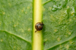 تلاش استرالیا برای نجات یک گونه بسیار نادر، حلزون‌هایی که با مأموریت هوایی به جزیره نورفولک بازگشتند