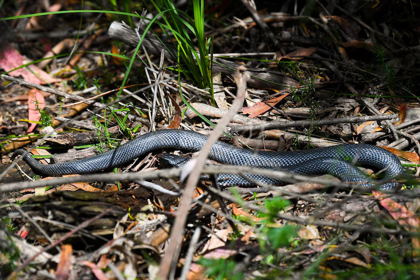 اپلیکیشن جدید راهنمای کمک‌های اولیه گزیدگی در استرالیا