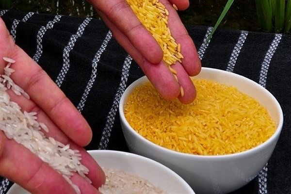 برنج تراریخته در بازار استرالیا و نیوزیلند مجوز گرفت