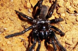پیرترین عنکبوت جهان در استرالیا مرد