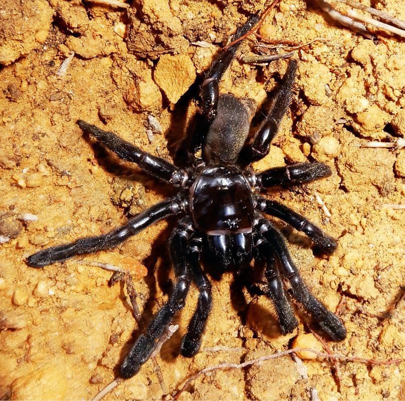 پیرترین عنکبوت جهان در استرالیا مرد