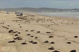 نگرانی از کشف اجساد صدها پرنده مرده در سواحل شرق استرالیا