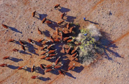 استرالیا در معرض وقوع بدترین خشکسالی نیم قرن گذشته