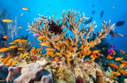 دیواره بزرگ مرجانی، یکی از بزرگ ترین عجایب طبیعی دنیا در استرالیا