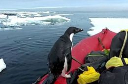 خوش و بش کوتاه یک پنگوئن با محققان در بخش استرالیایی قطب جنوب
