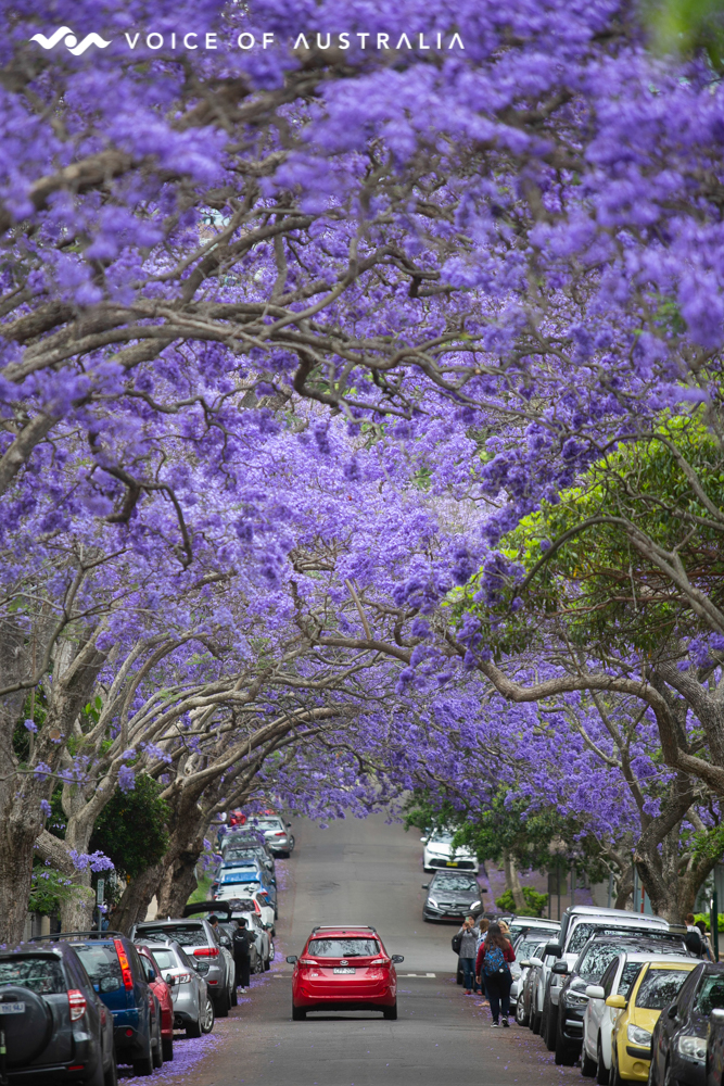 درختان جاکاراندا از جاذبه های گردشگری شهر سیدنی
