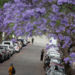 درختان جاکاراندا از جاذبه های گردشگری شهر سیدنی
