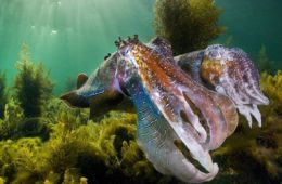 نابودی نیمی از اکوسیستم‌های دریایی استرالیا بر اثر حوادث طبیعی