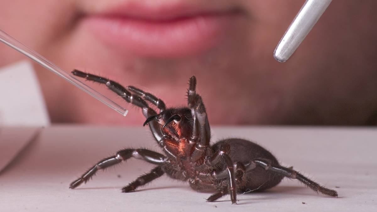 هشدار در خصوص افزایش عنکبوت‌های مرگبار