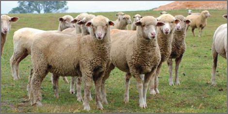 صادرات گوشت گوسفندی استرالیا به ایران