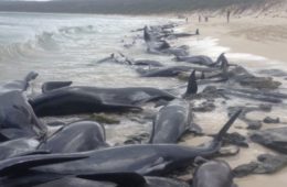 بیشتر نهنگ‌های خلبان به ساحل آمده در استرالیا مردند