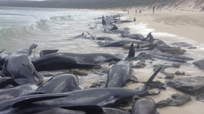 بیشتر نهنگ‌های خلبان به ساحل آمده در استرالیا مردند