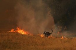 افرایش آتش سوزی جنگل‌ها در استرالیا به دلیل تغییرات آب و هوایی