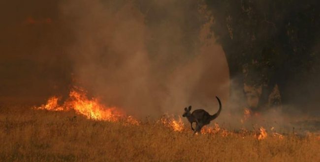 افرایش آتش سوزی جنگل‌ها در استرالیا به دلیل تغییرات آب و هوایی